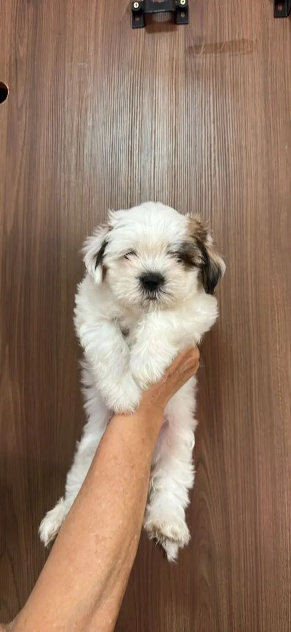 Schitzu com Mstes 750,00 - Foto 5