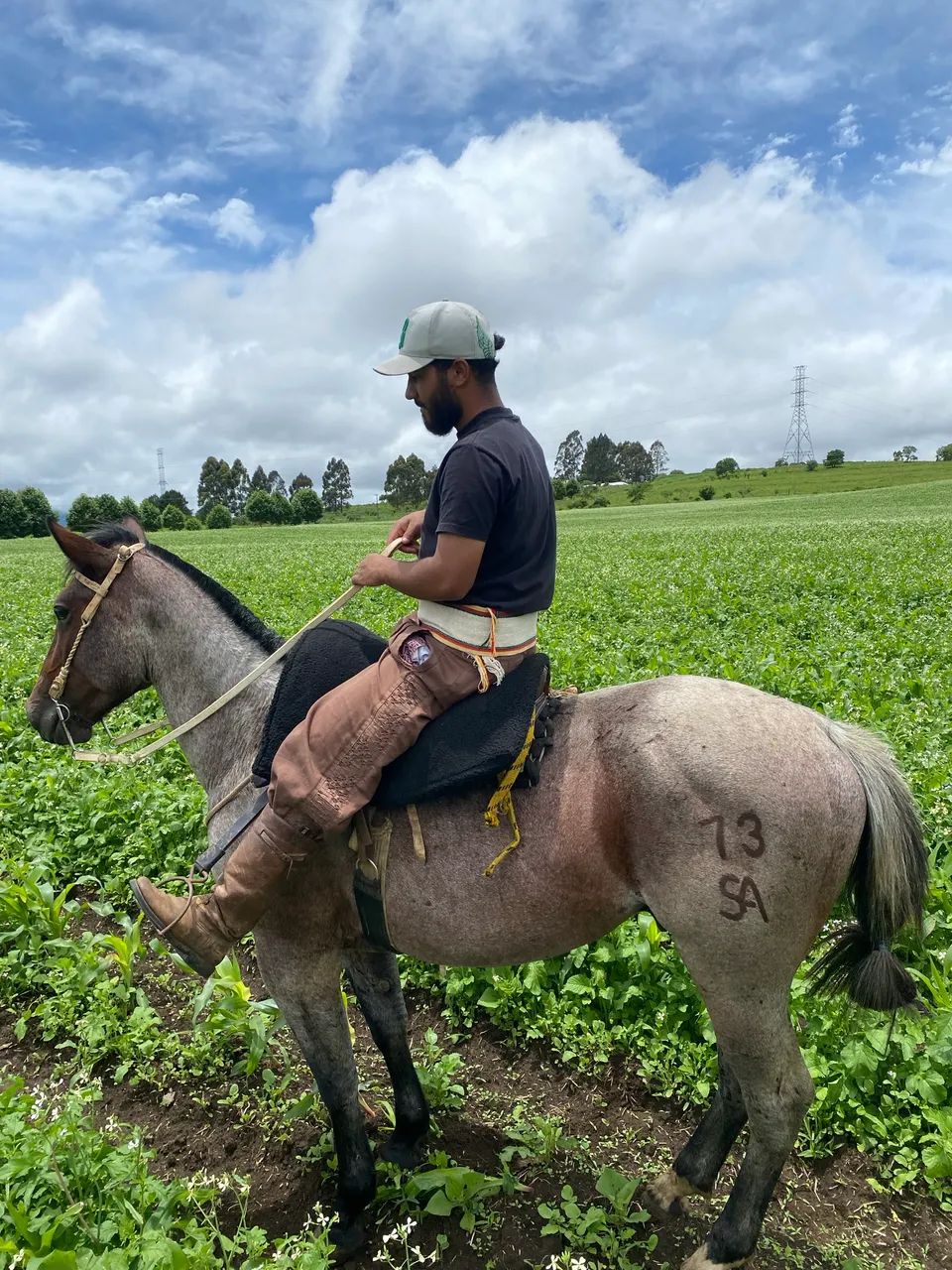 Cavalo crioulo  - Foto 4