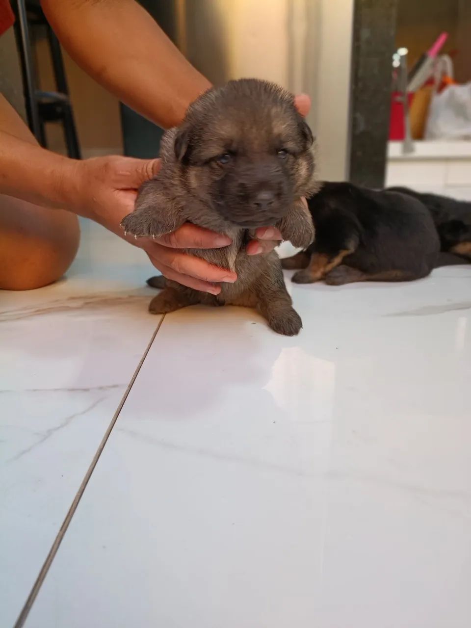 Pastores alemão  - Foto 4