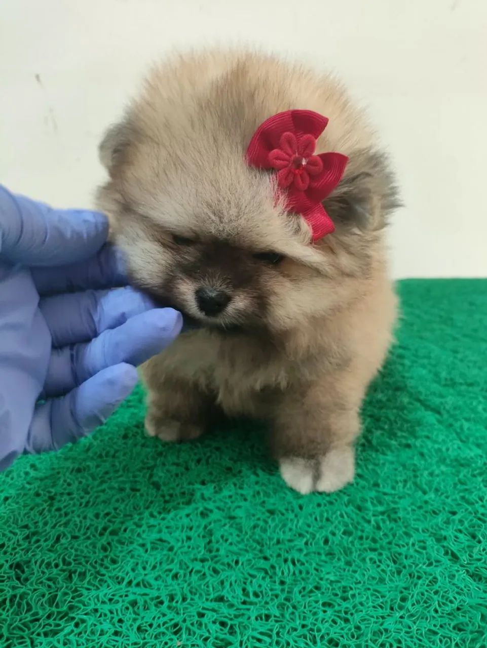 POMERANIA  - Foto 2