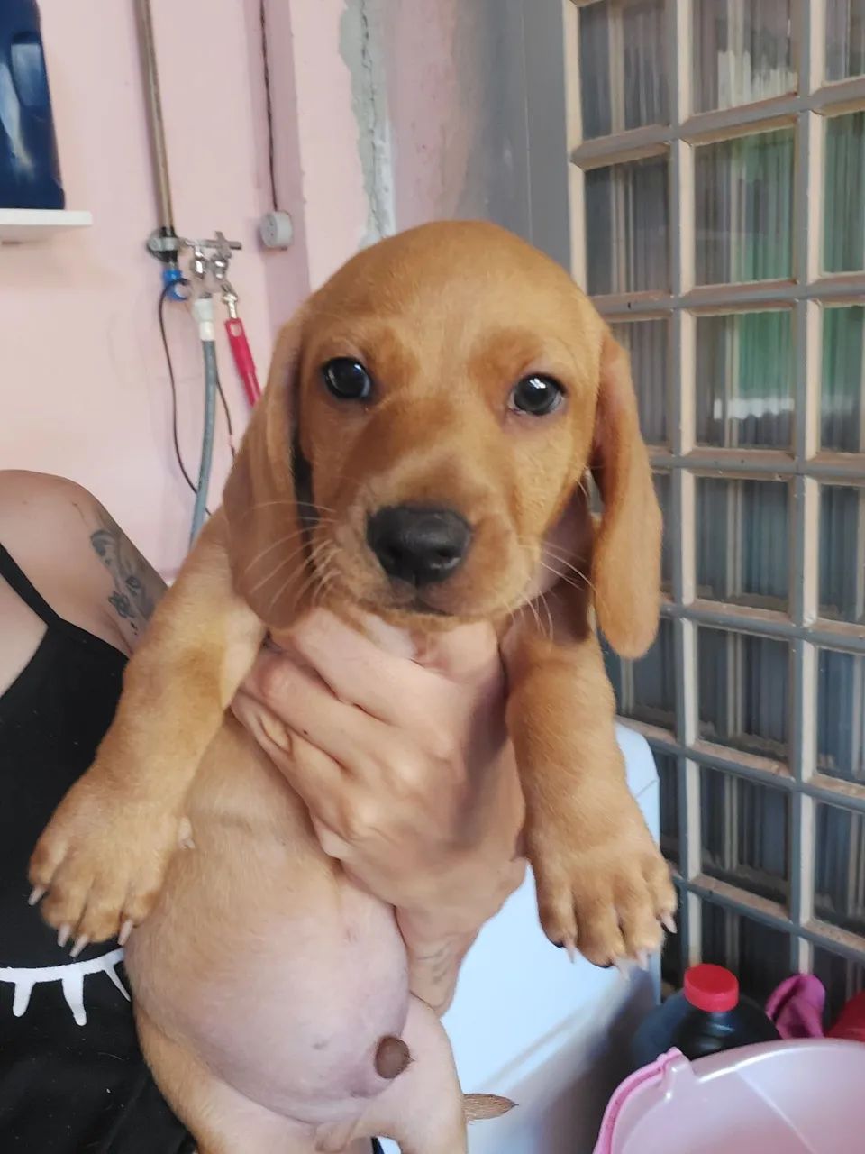 Dachshund filhote - Foto 3