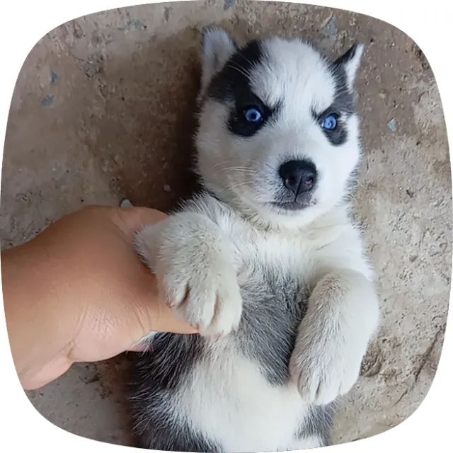 Rask siberiano VENDA - Foto 3