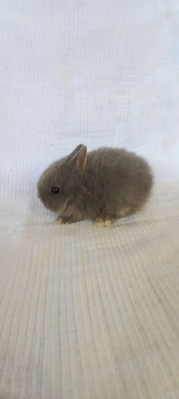 Netherland Dwarf  - Foto 3