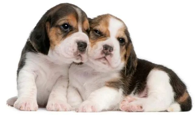 Beagle Mini Filhotes Baby Face. 