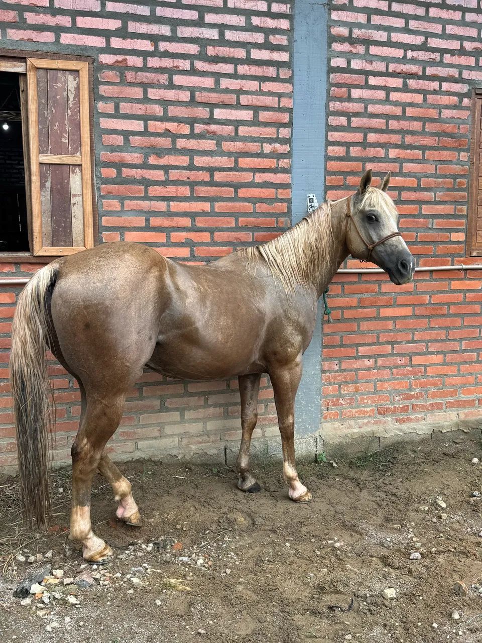 cavalo quarto de milha