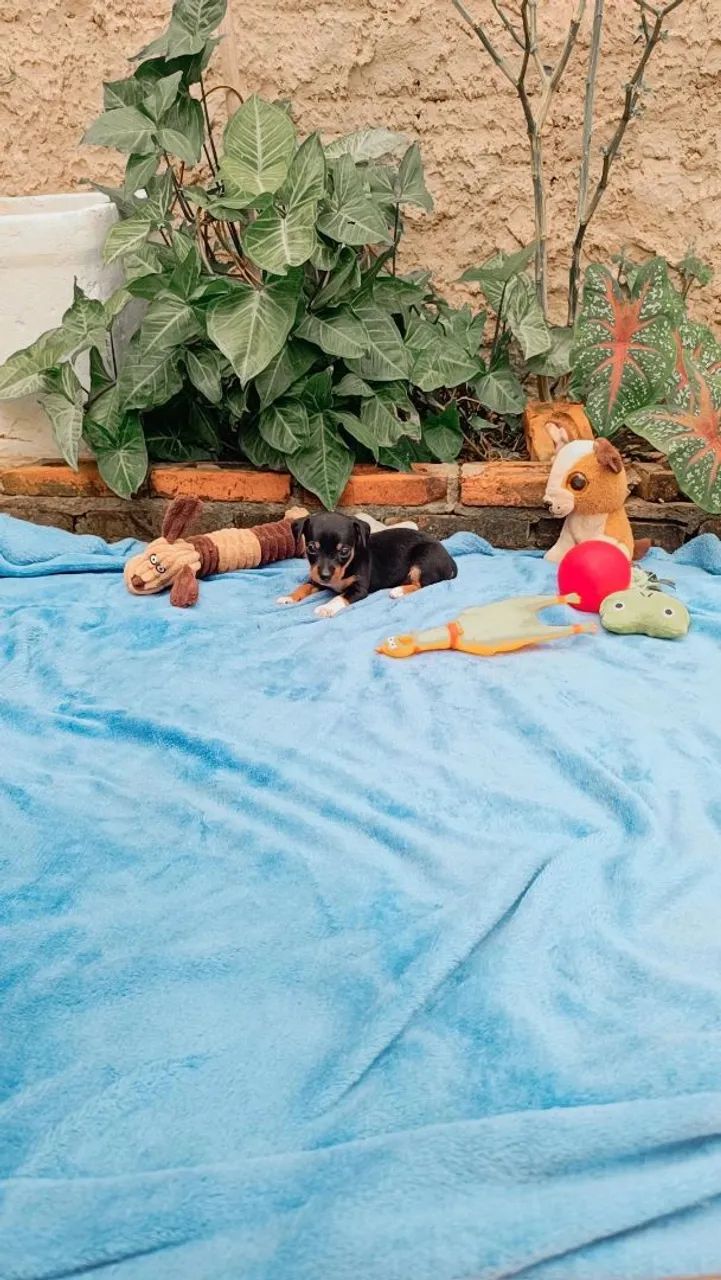Pinscher n° 0 - Foto 5