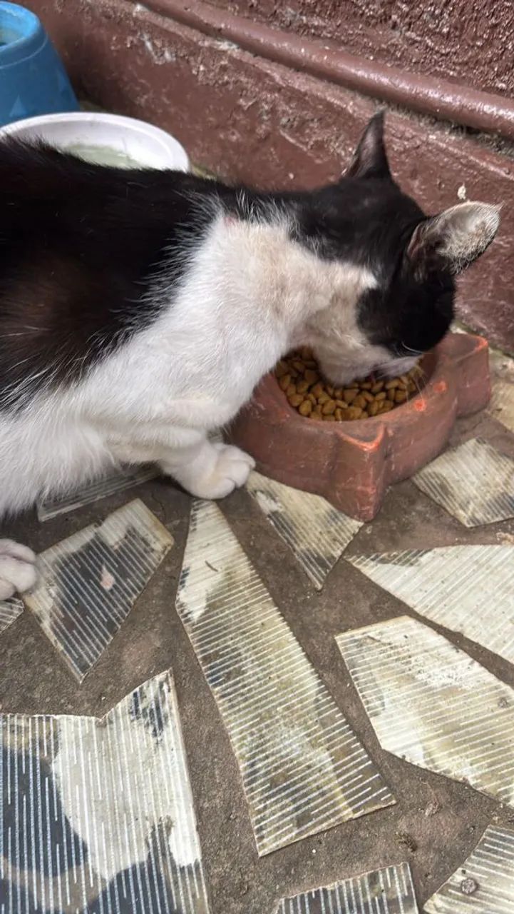 Gato castrado para adoção  - Foto 6