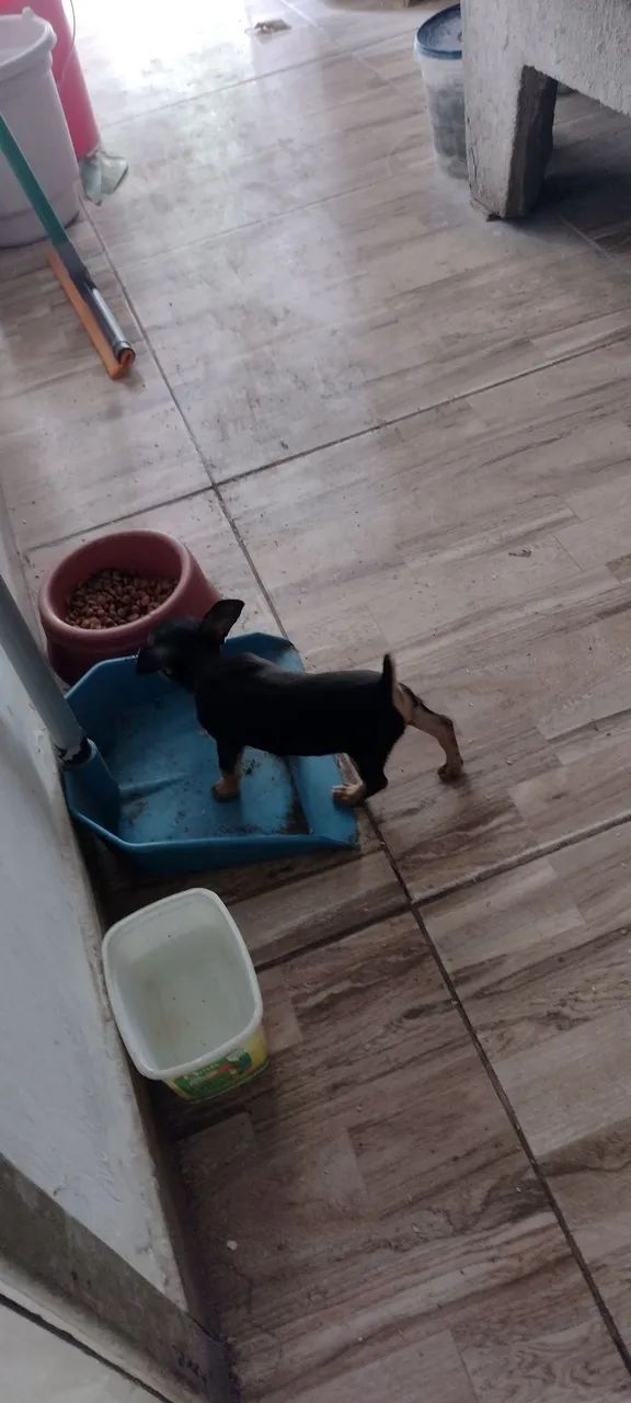 Filhote de pinscher - Foto 3