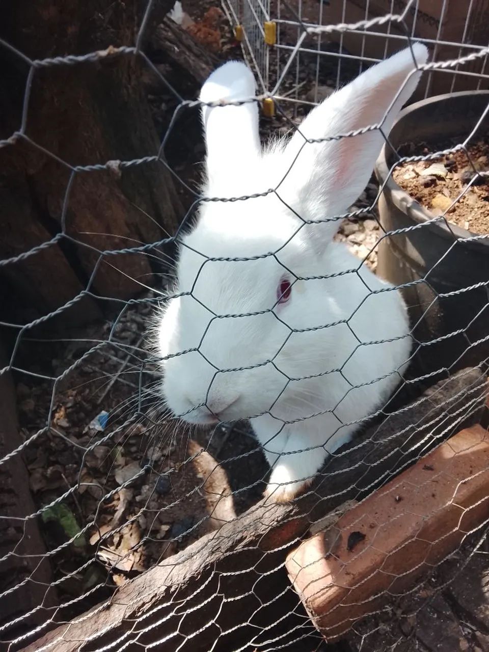 Coelhos - Foto 2