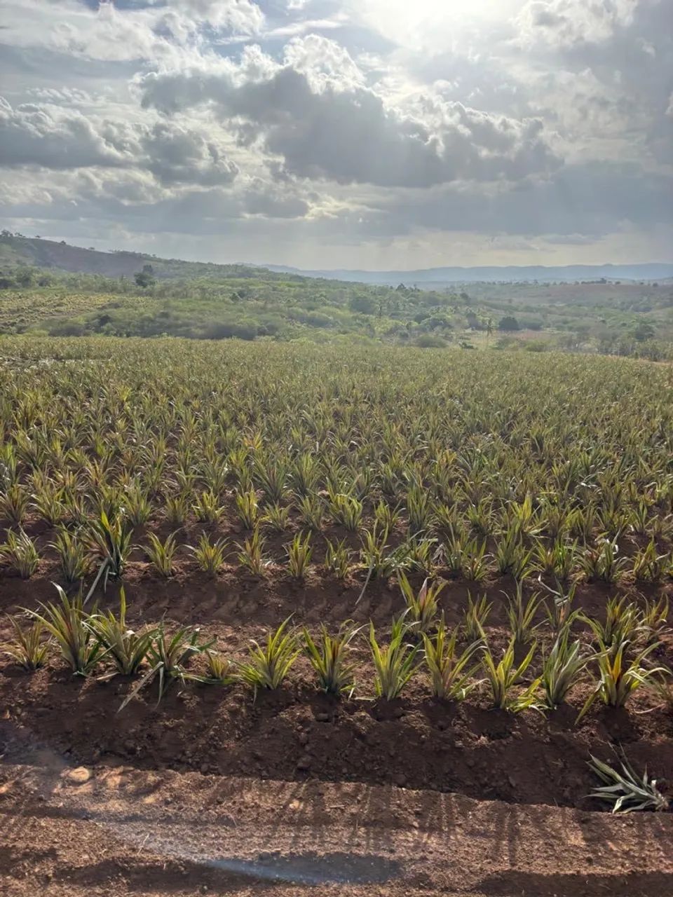 Ótima propriedade a venda. - Foto 3