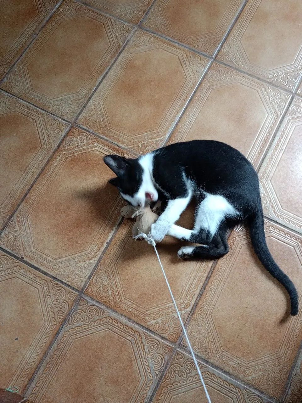 Gato para doação - Foto 4