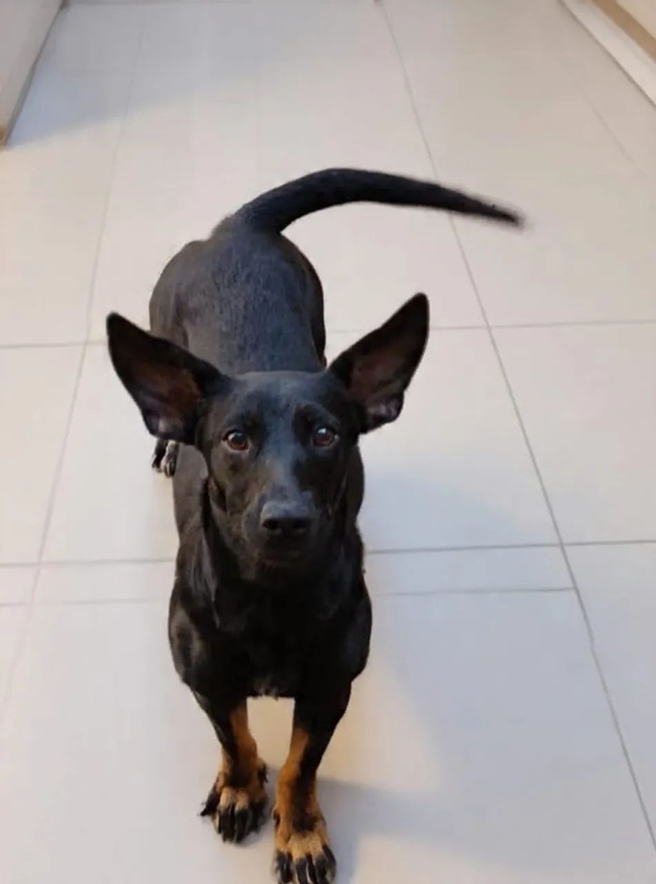 CACHORRO - Foto 5