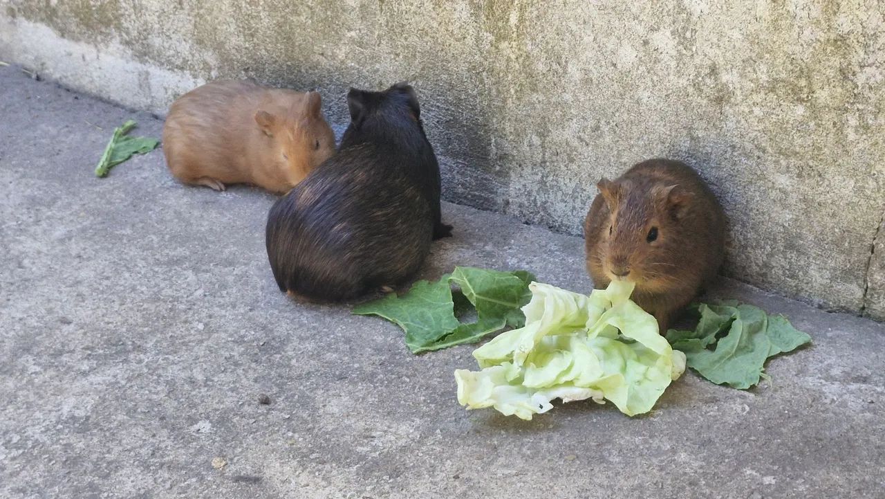 Porquinho da india  - Foto 3