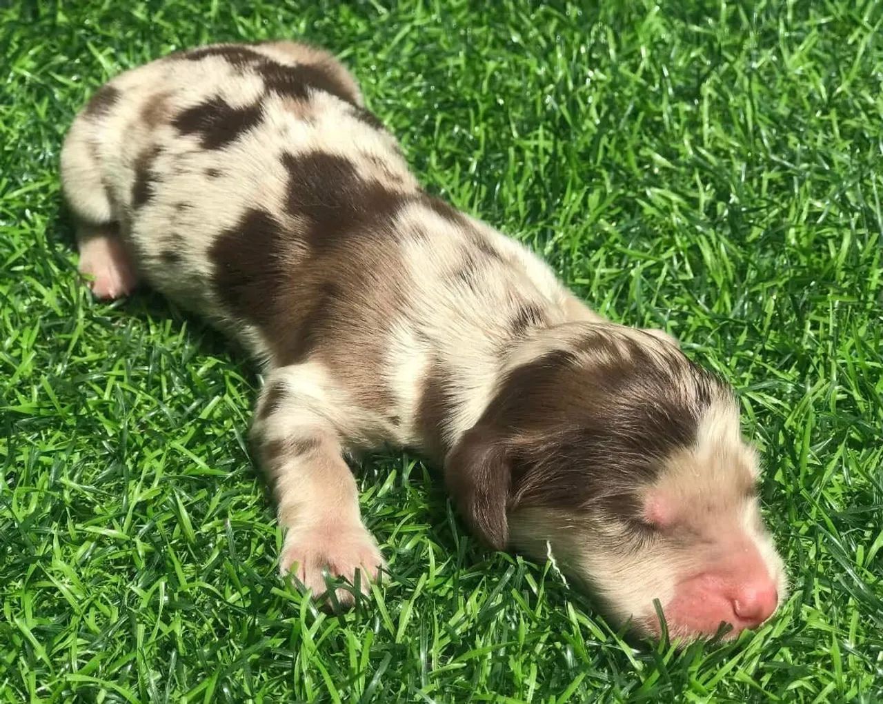 Dachshund pelo longo