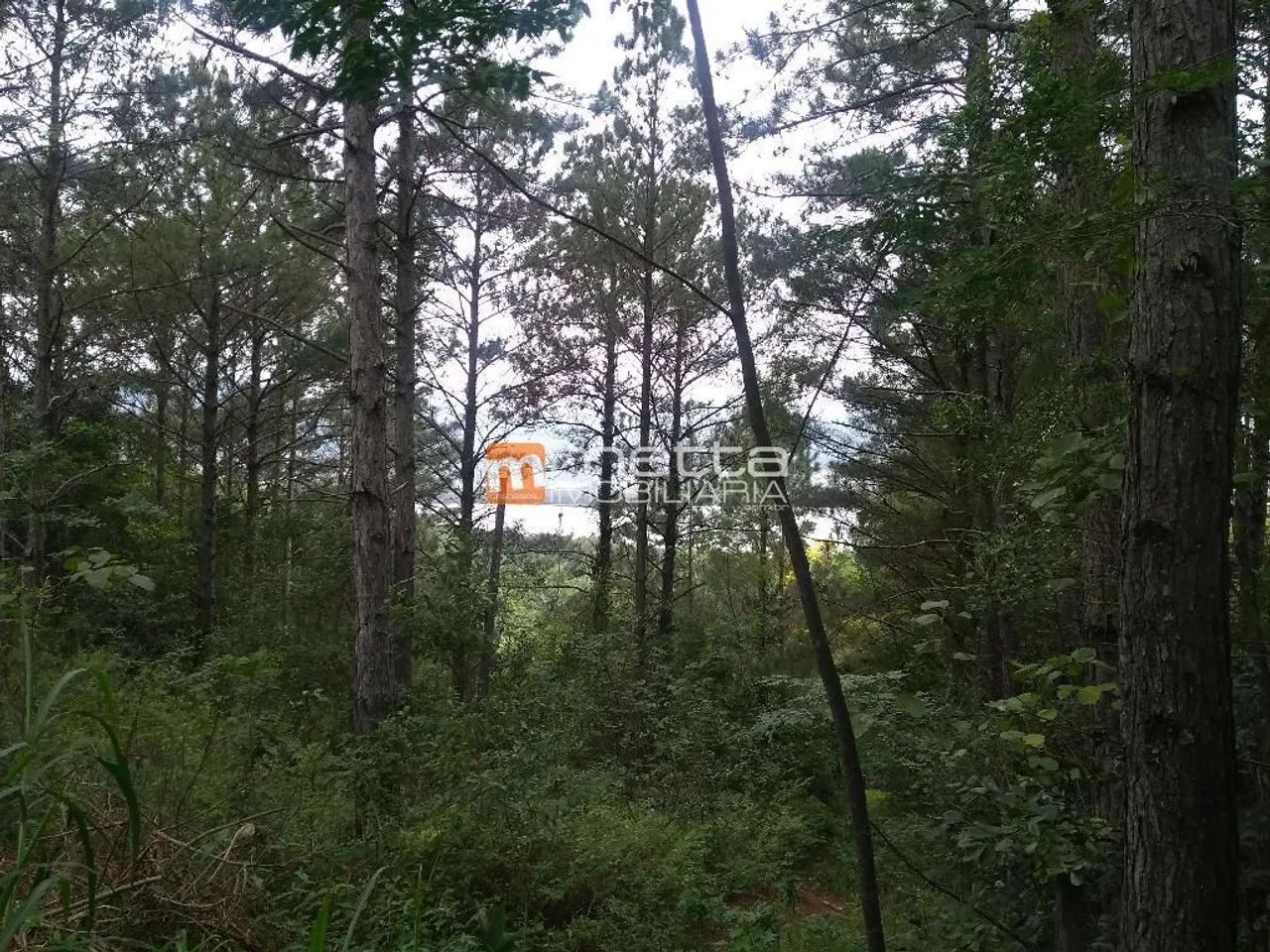 Terreno espetacular à venda, 6000 m² no Cacupé - Florianópolis/SC - Foto 5