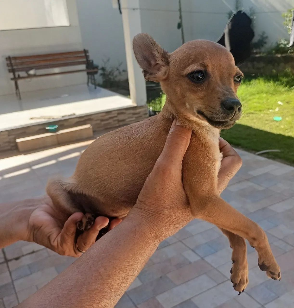 Cachorro Pincher 