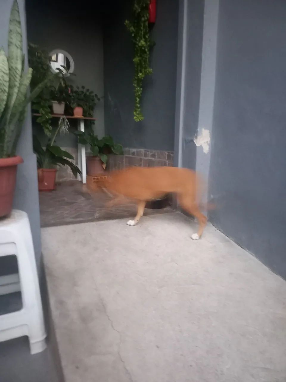 Cachorra