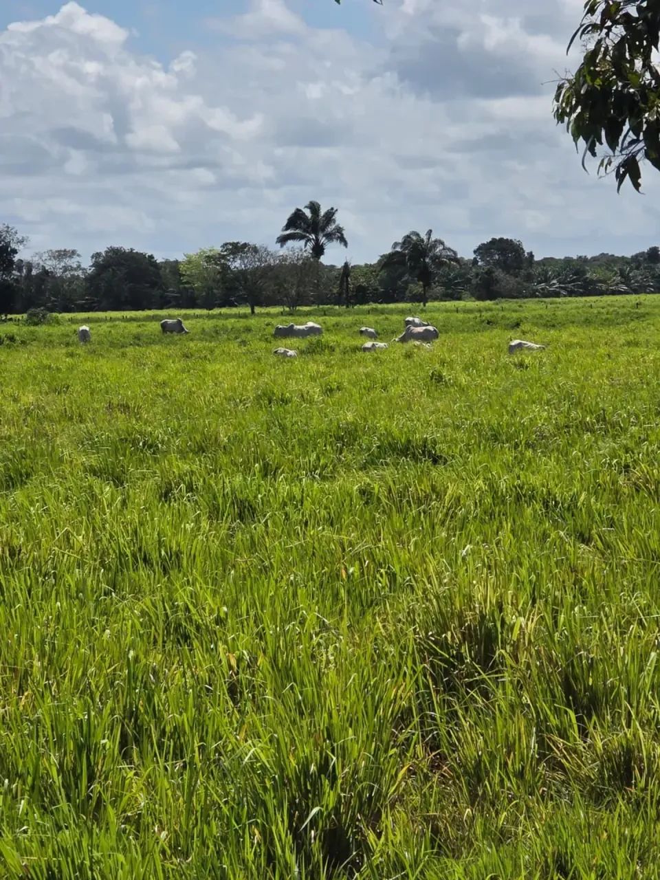 FAZENDA EM CASTANHAL - PA - Foto 2