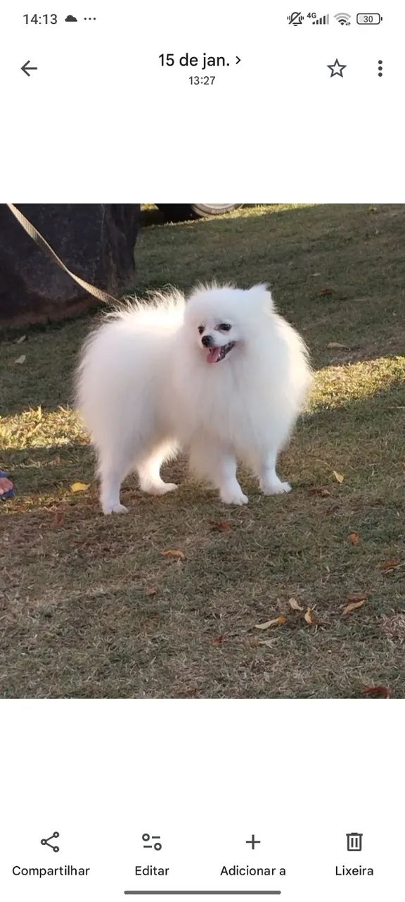 Spitz alemão macho - Foto 2