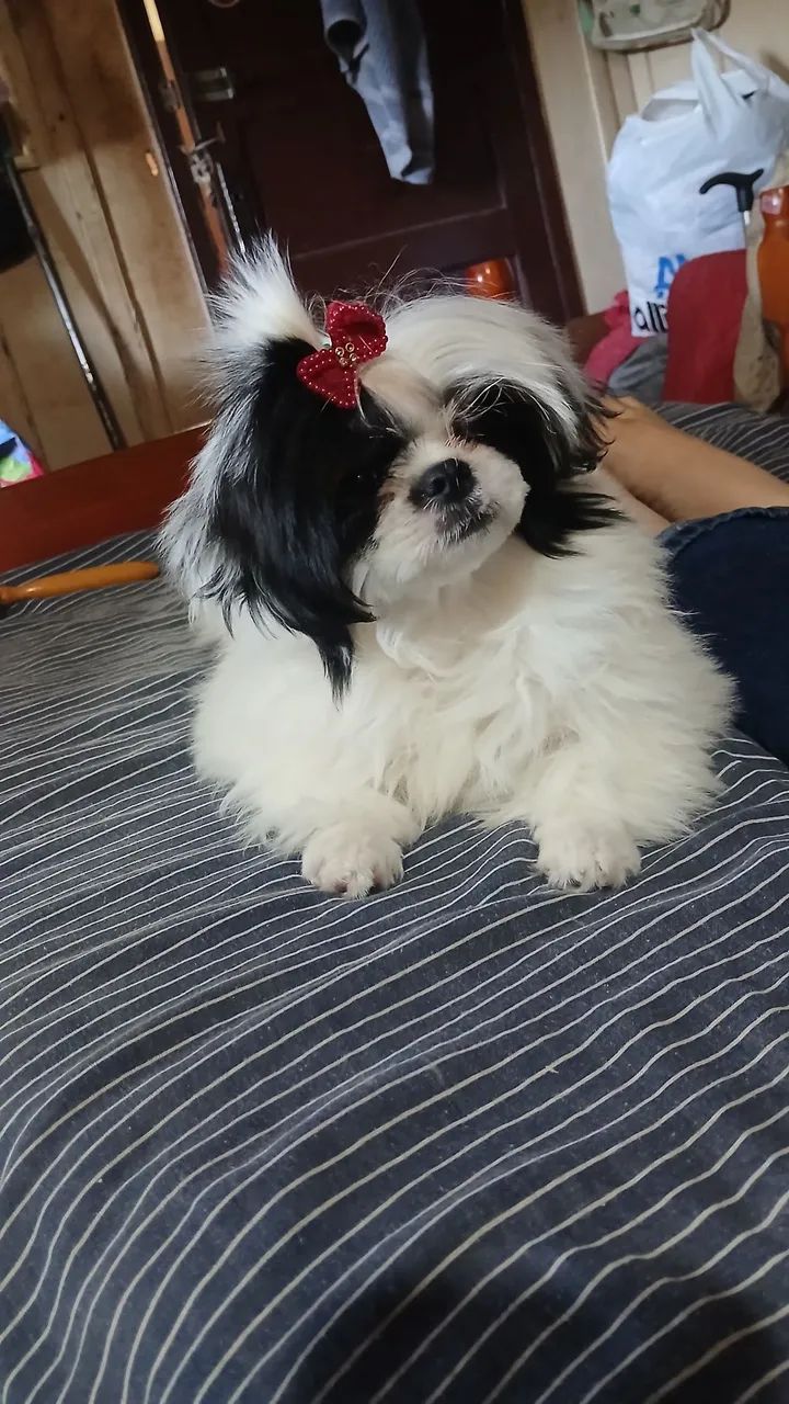 Shtzu fêmea  - Foto 2