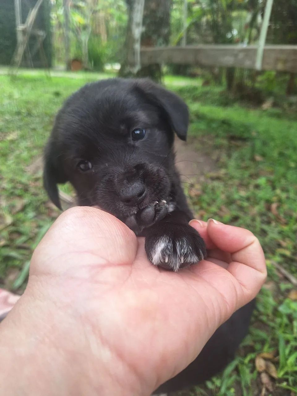Filhotinhos de cachorro  - Foto 5