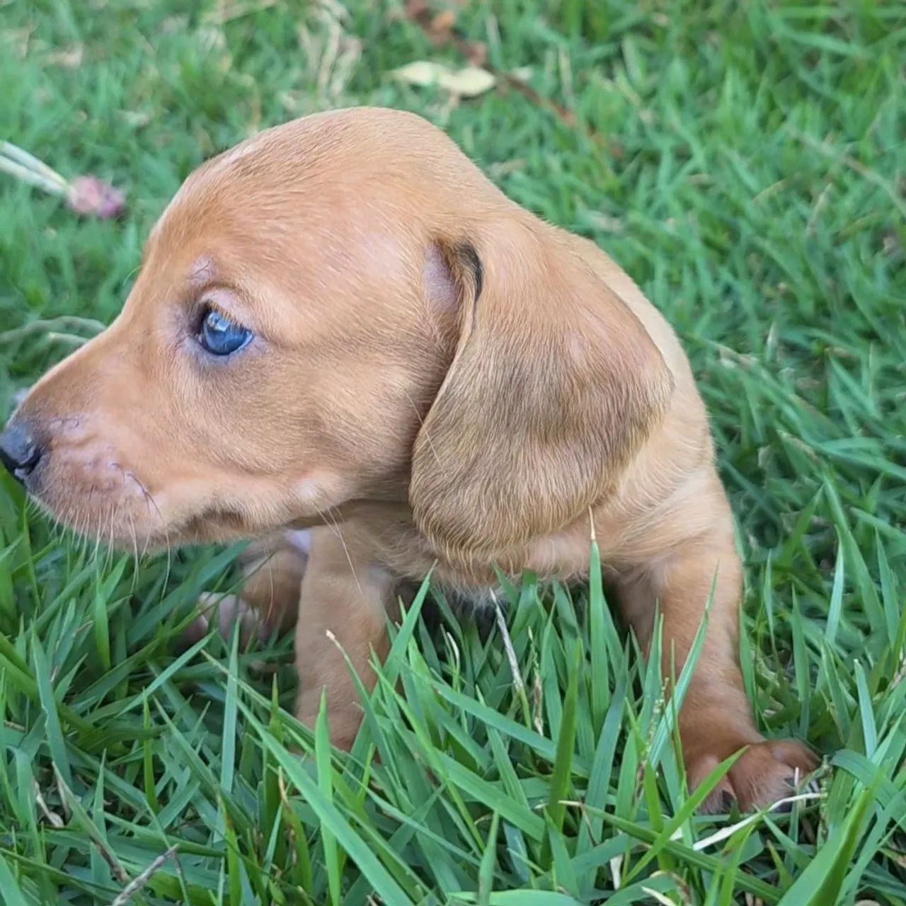 Dashchund teckel salsicha macho dourado - Foto 3