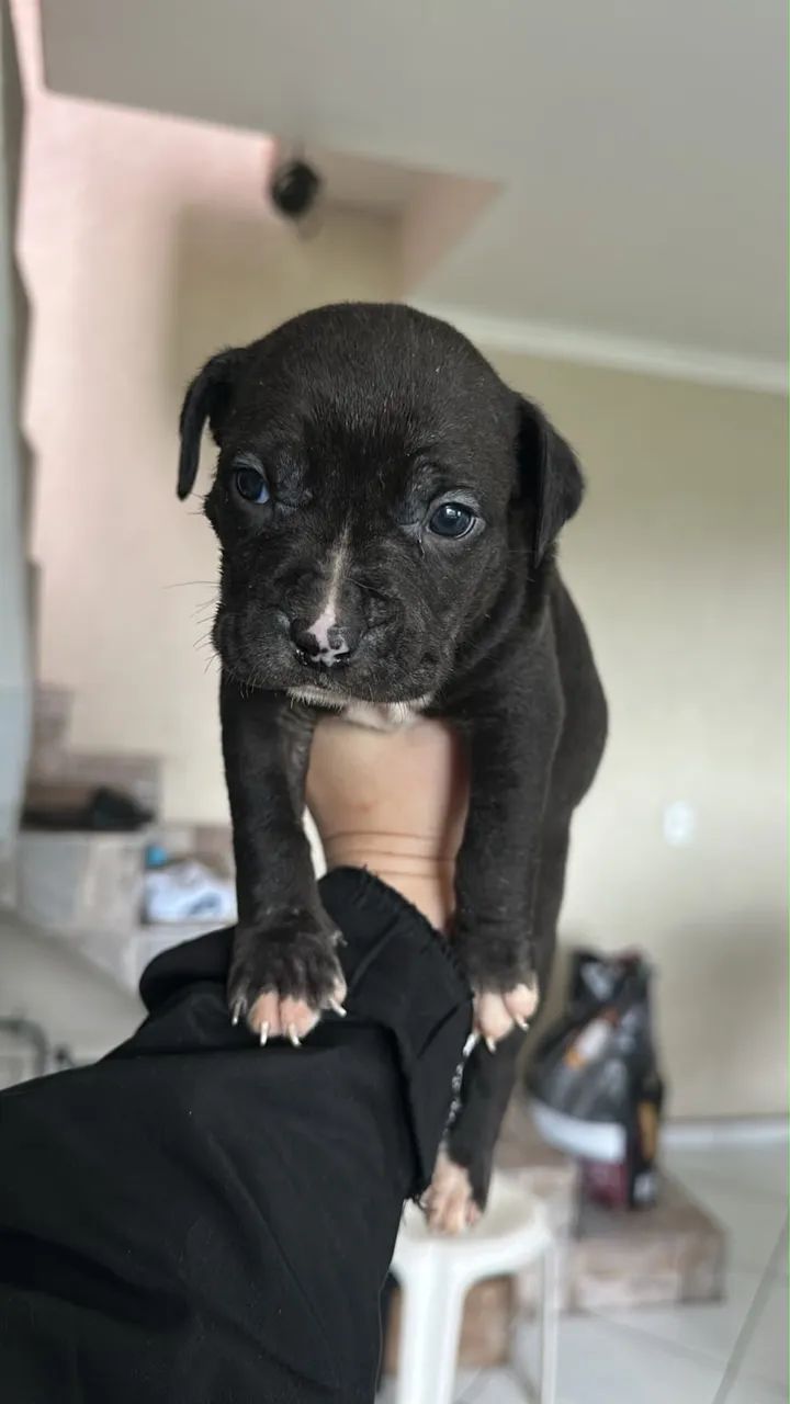Pit bull