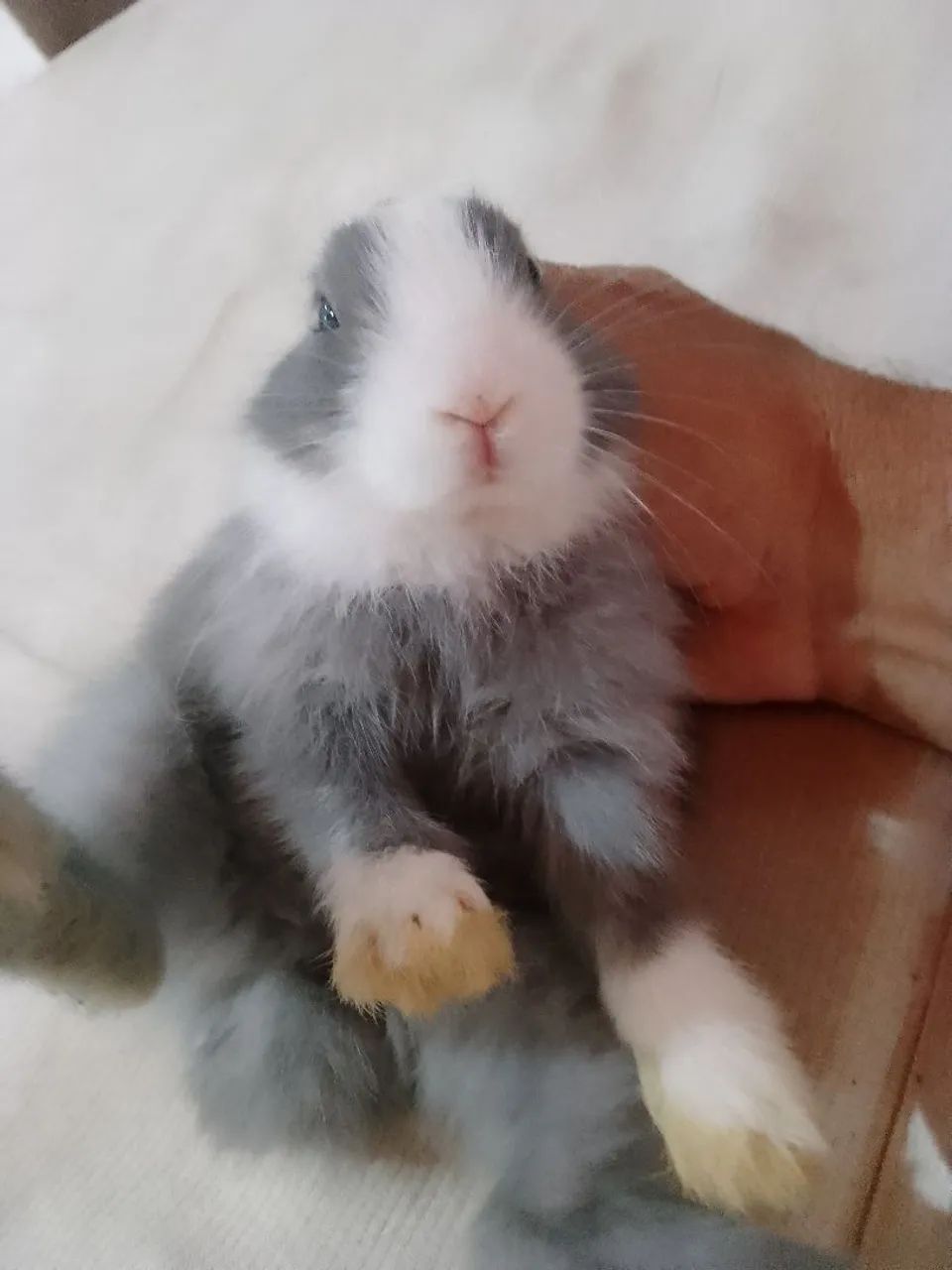 Coelho pet raça  - Foto 2