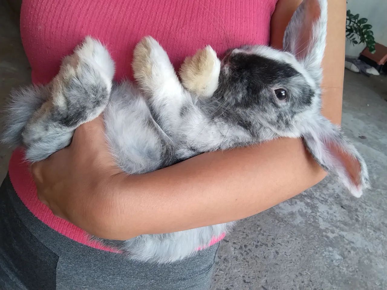Mini lop - Foto 5