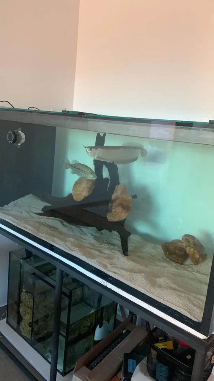 Aquário com Sump (140x62x62cm) - Foto 2