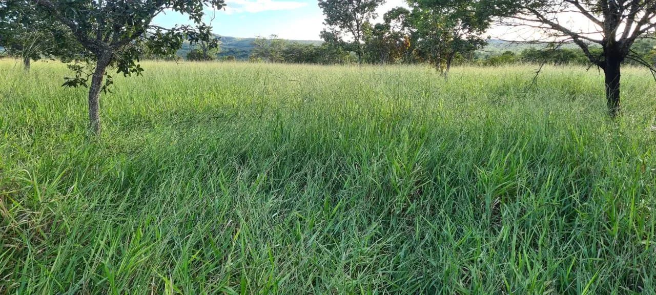 Fazenda  - Foto 3