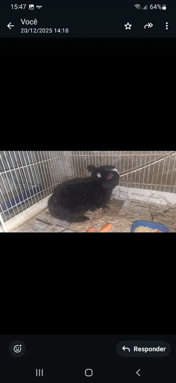 Vendo casal de coelho anão Netherlands Dwaf legítimos. - Foto 3