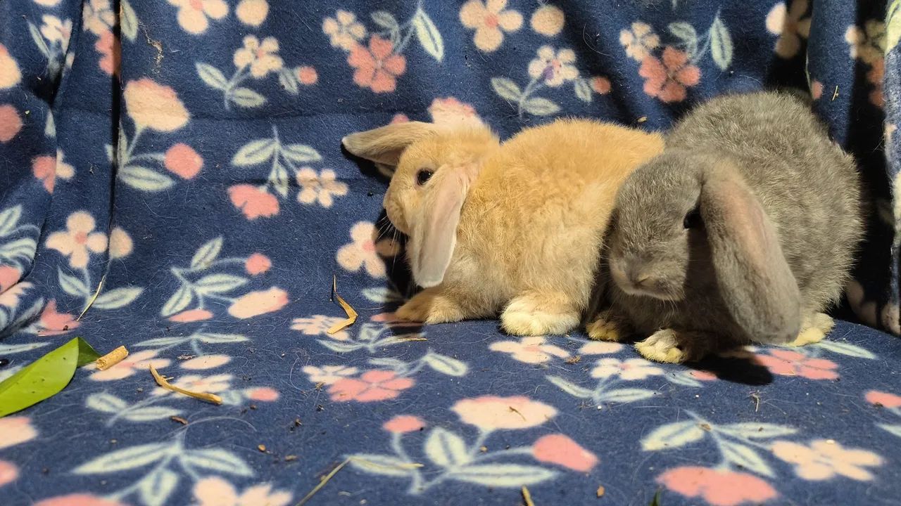 Coelhos mini lop  - Foto 4
