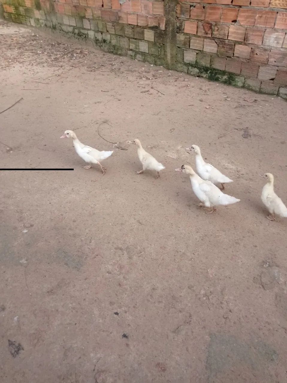 Pato (filhote) - Foto 2