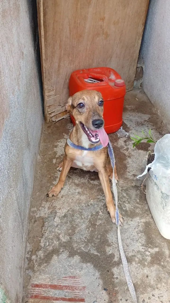 Adoção  - Foto 2