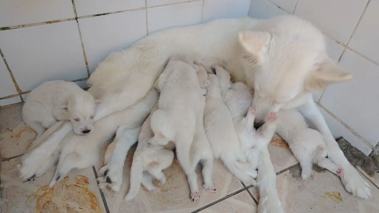 2 machos  - Foto 2