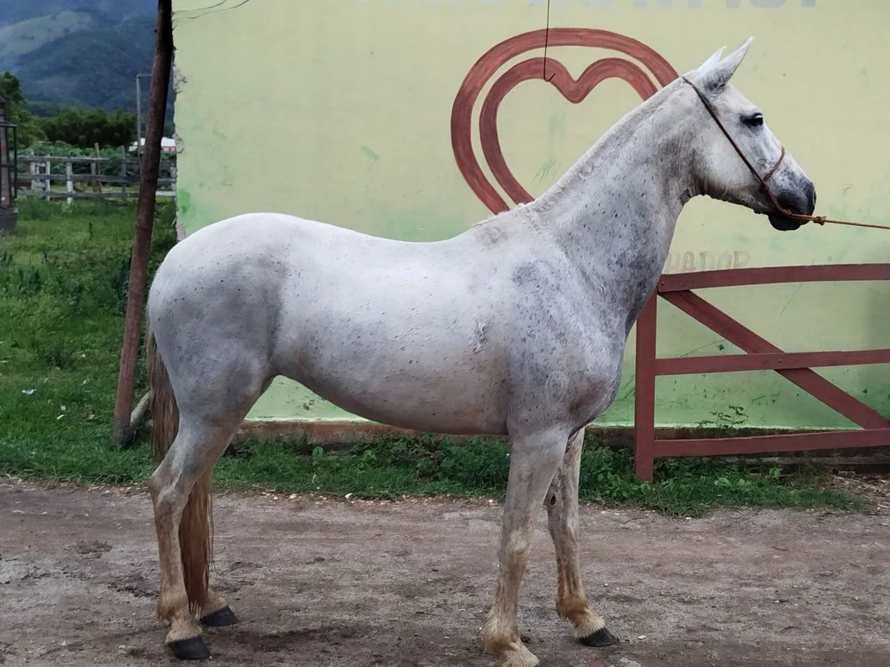 Vendo égua registrada somente pra reprodução  - Foto 3