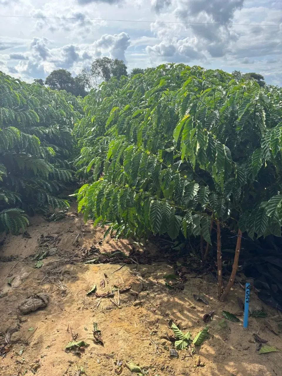 vendo Oportunidade em Rio Bananal - Foto 4