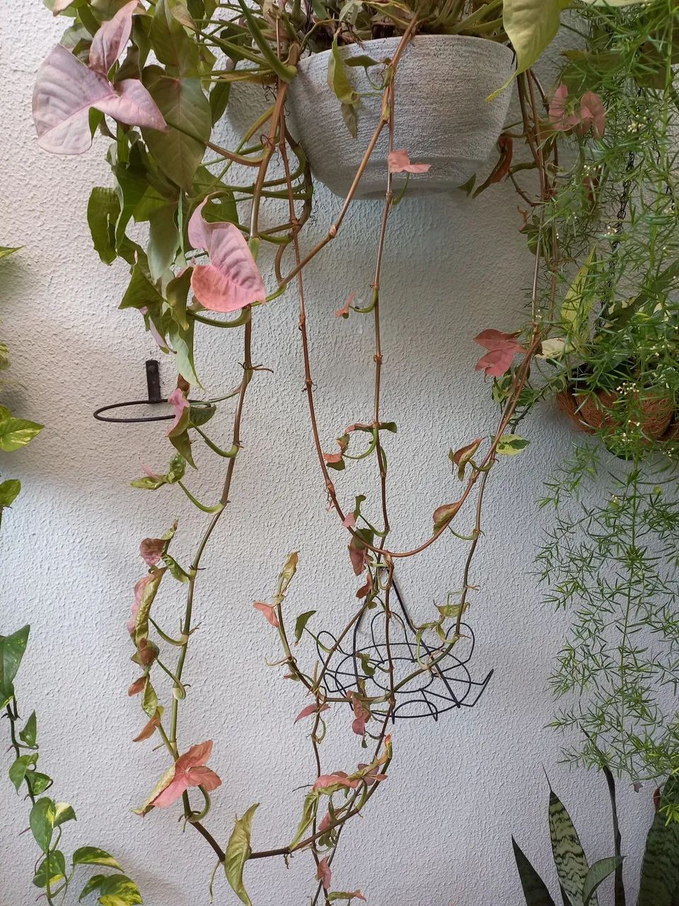 Linda planta natural  - Foto 3