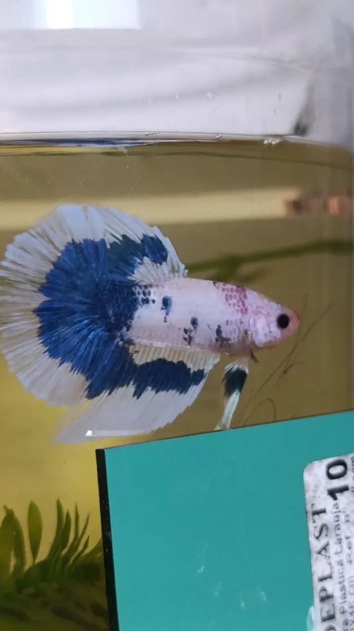 Peixe ornamental Betta
