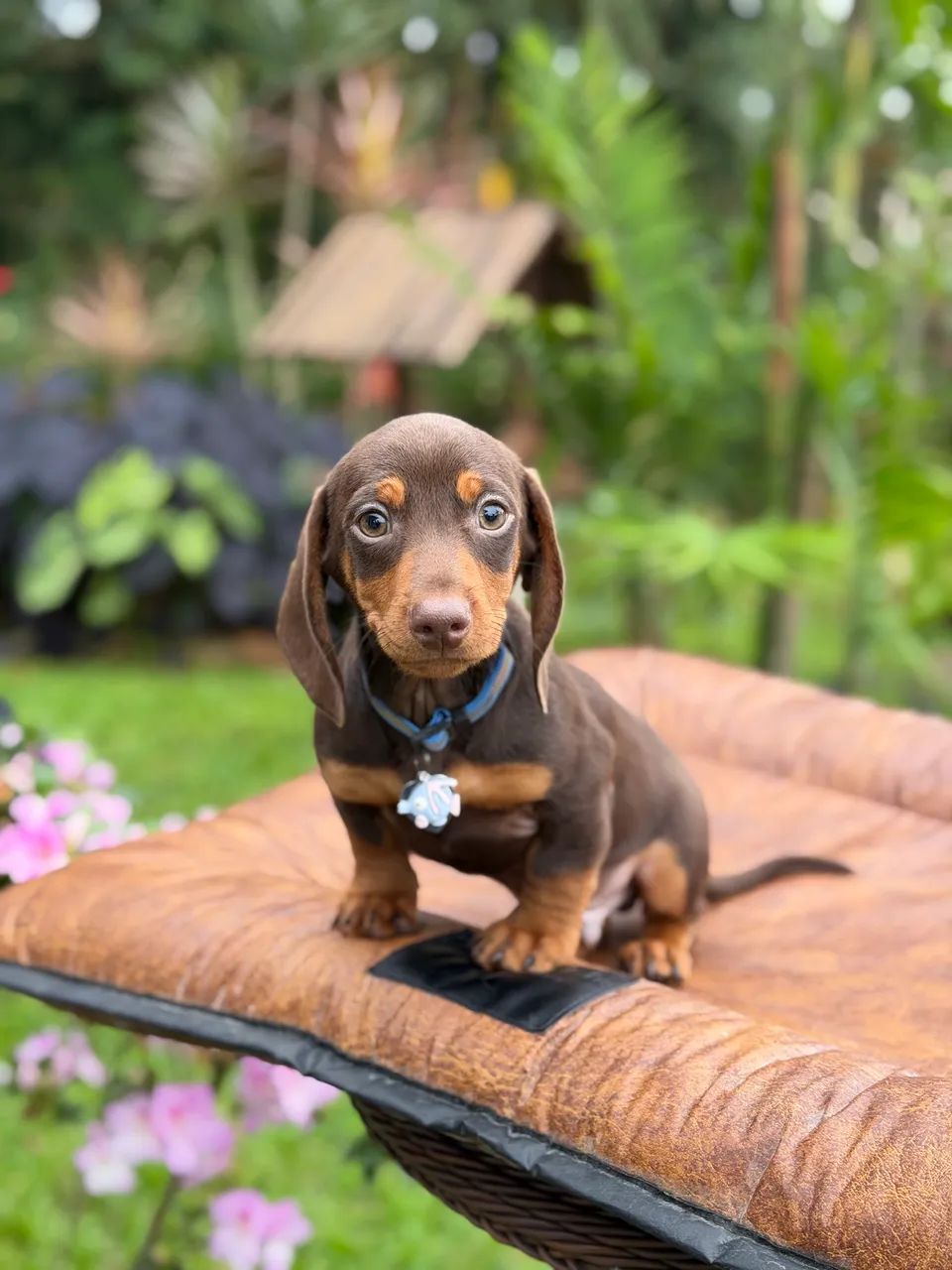 Daschshund  - Foto 5
