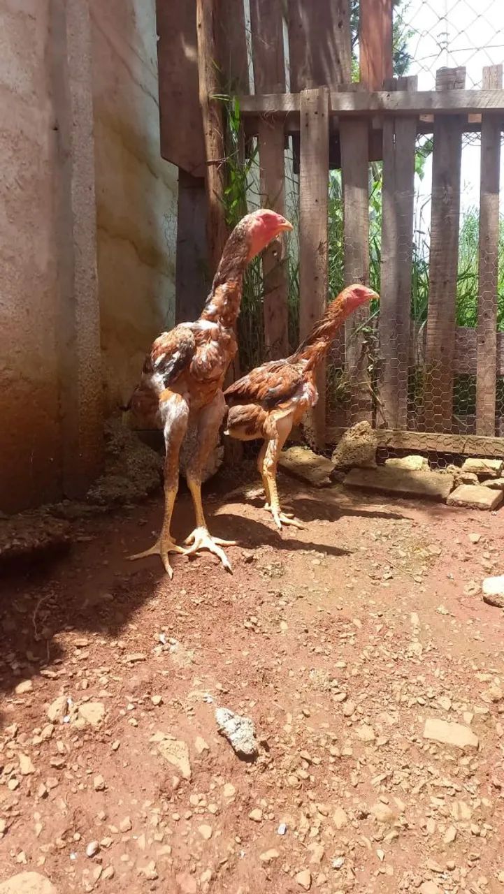 Índio gigante  - Foto 5