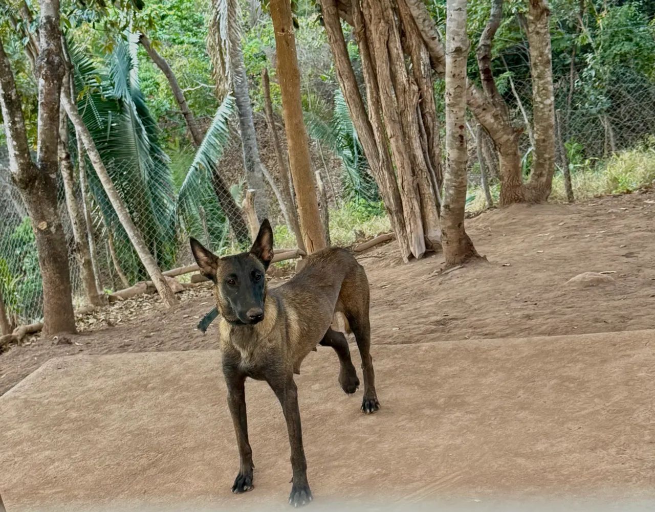 Pastor malinois - Foto 3
