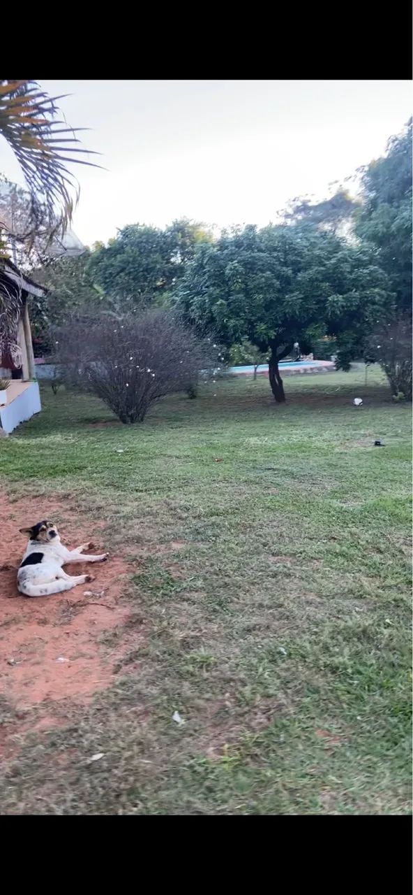Jardinagem  - Foto 4