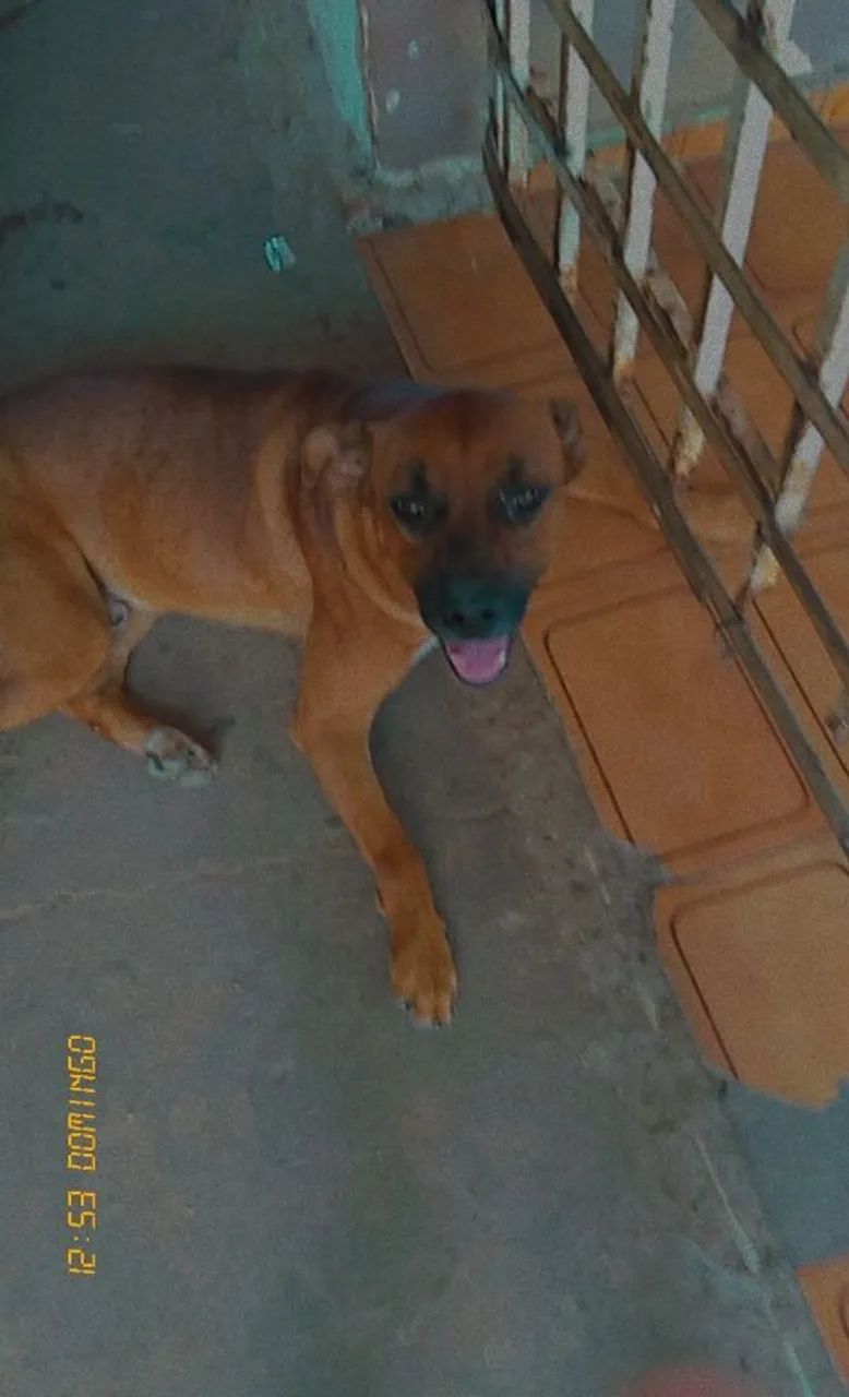 Doação de cachorro red reller com boxe - Foto 2