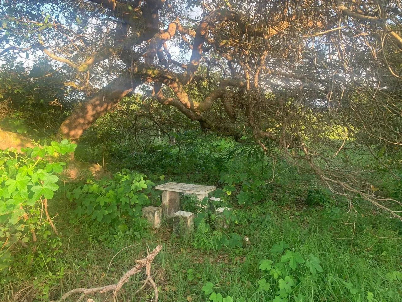 Sítio caapora  - Foto 5