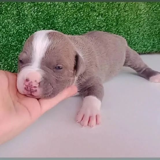 Pitbull - Foto 2