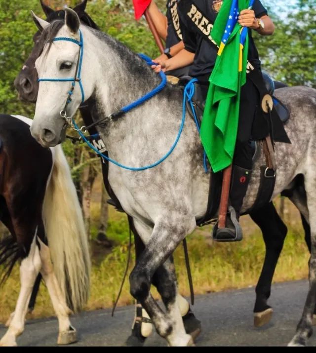 CAVALO Mangalarga Tordilho - Foto 2