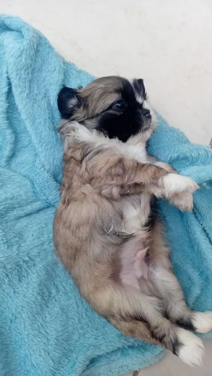 Cachorro - Foto 2