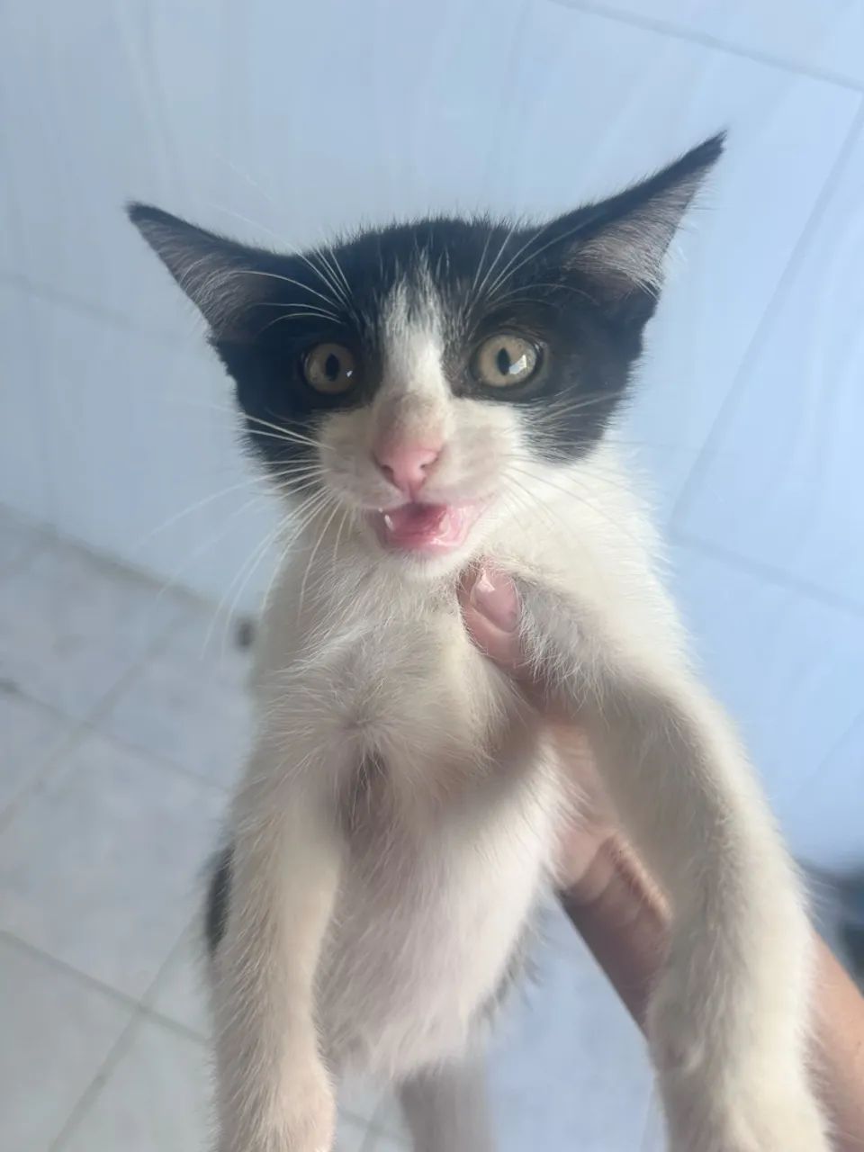 Doa-se Gatos - Foto 3